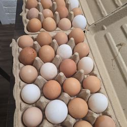 Farm fresh organic eggs
