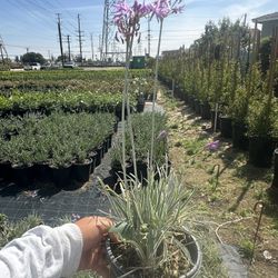 Tulbaghia violacea ‘Variegata’ (Variegated Society Garlic) — 1G — $4