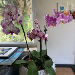 Beautiful Pink Phaelonopsis Arrangement