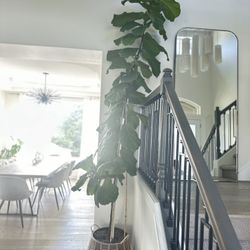Fiddle tree