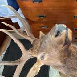 Elk 5by6, 370 Class