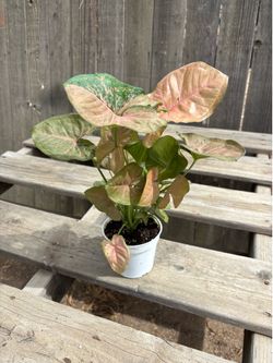 Pink Syngoniums, $10 each