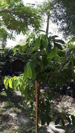 Guanabana/soursop trees