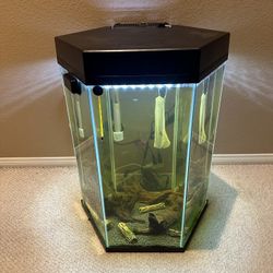 40 Gallon Fish Tank Aquarium