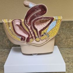 Female Pelvic Anatomy Model