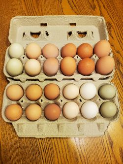 Chicken EGGS