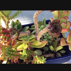 A Beautiful Arrangement In A Nice Ceramic Pot 