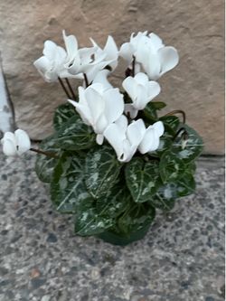 Cyclamen plant