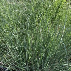 Pampas’s Grass