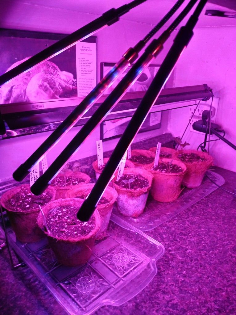 Lights For Growing Seeds