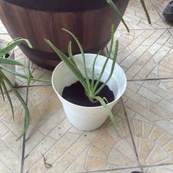 Aloe Plants