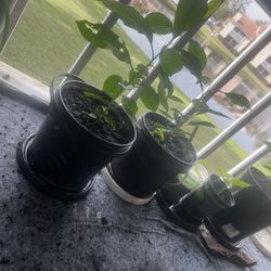 Lemon Plants