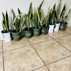 Snake Plants 10 Each 