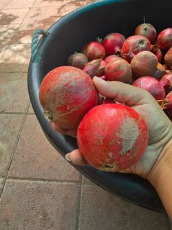 Granadas Agrias 2x$1