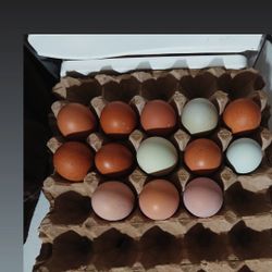 Full Breed Hatching Eggs Huevo Fertile Pa Incubar