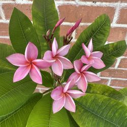 4’ tall Plumeria Tree