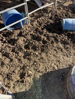 Horse manure