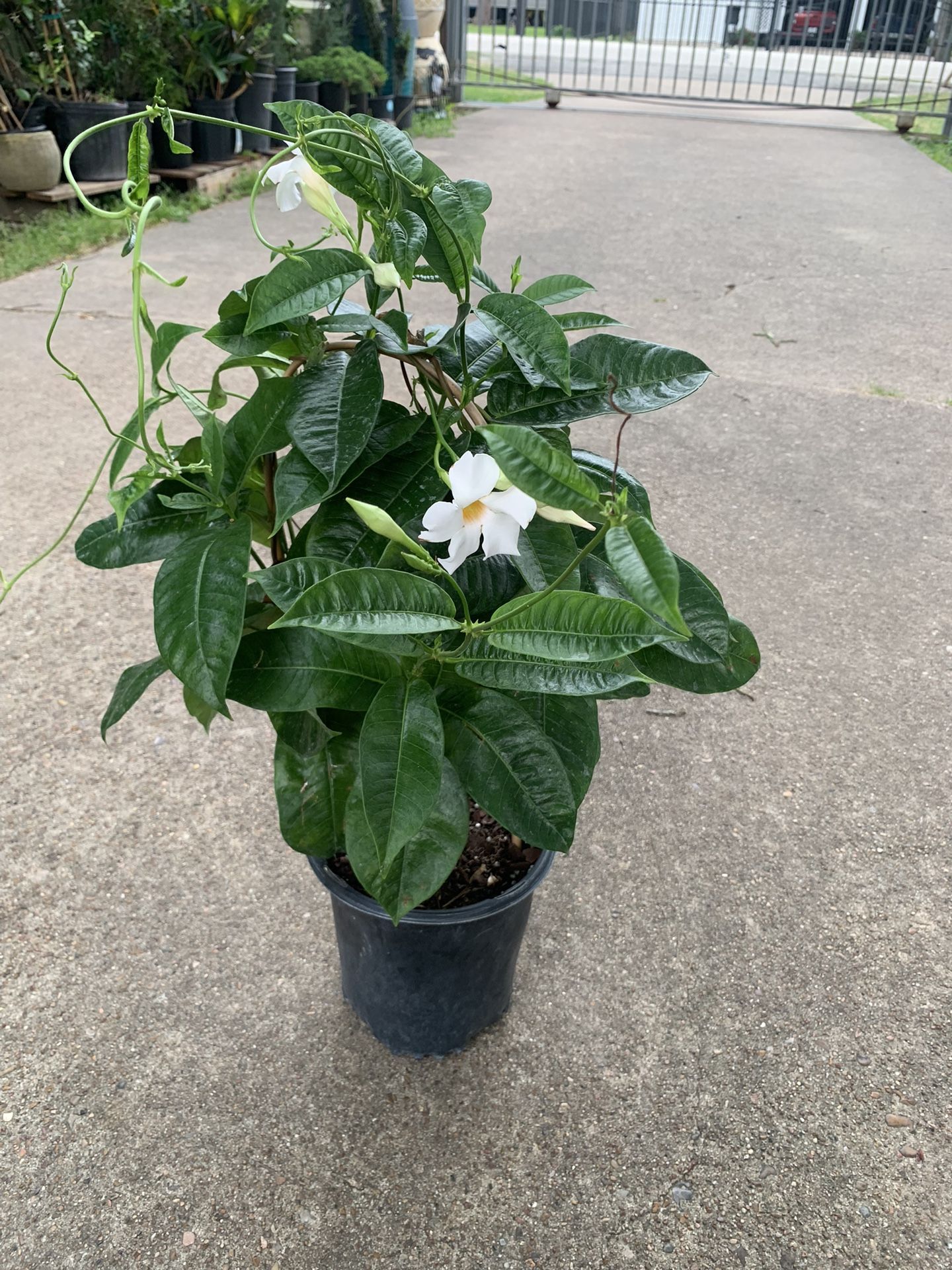 White Mandevilla Vine