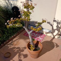 Beautiful Bonsai Jade Plant