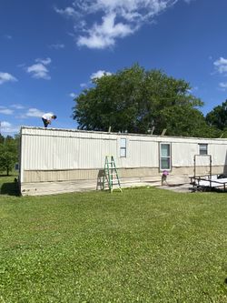 Estimado Gratis Pongo Lamina 