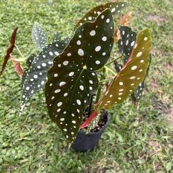 BEGONIA MACULATA ( 1 Gallon Pot) Exotic, Eye Catching