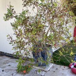 Ceramic Pots - Lot of 5 