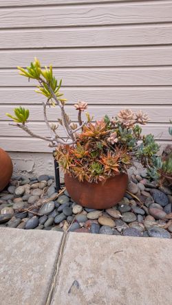 Potted plant