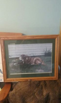 Dog picture