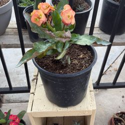 Corona De Cristo Flor Grande 