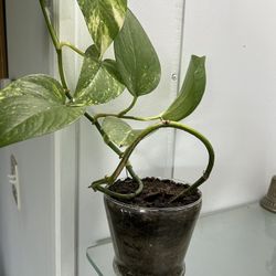 Healthy, Rooted POTHOS 🪴- Indoor Plant 