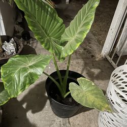 Oreja De Elefante...Elephant Ear Plant 