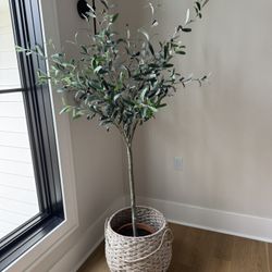 Olive Tree W/basket 