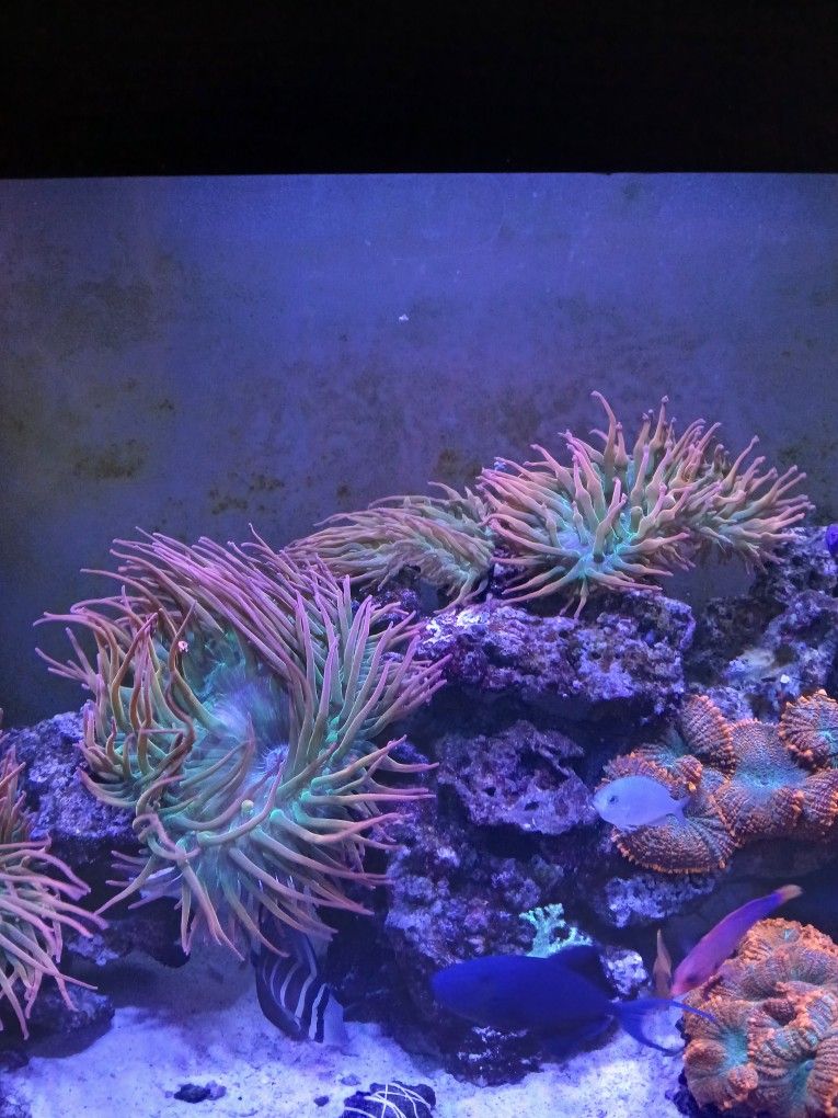 Rainbow bubble tip anemone