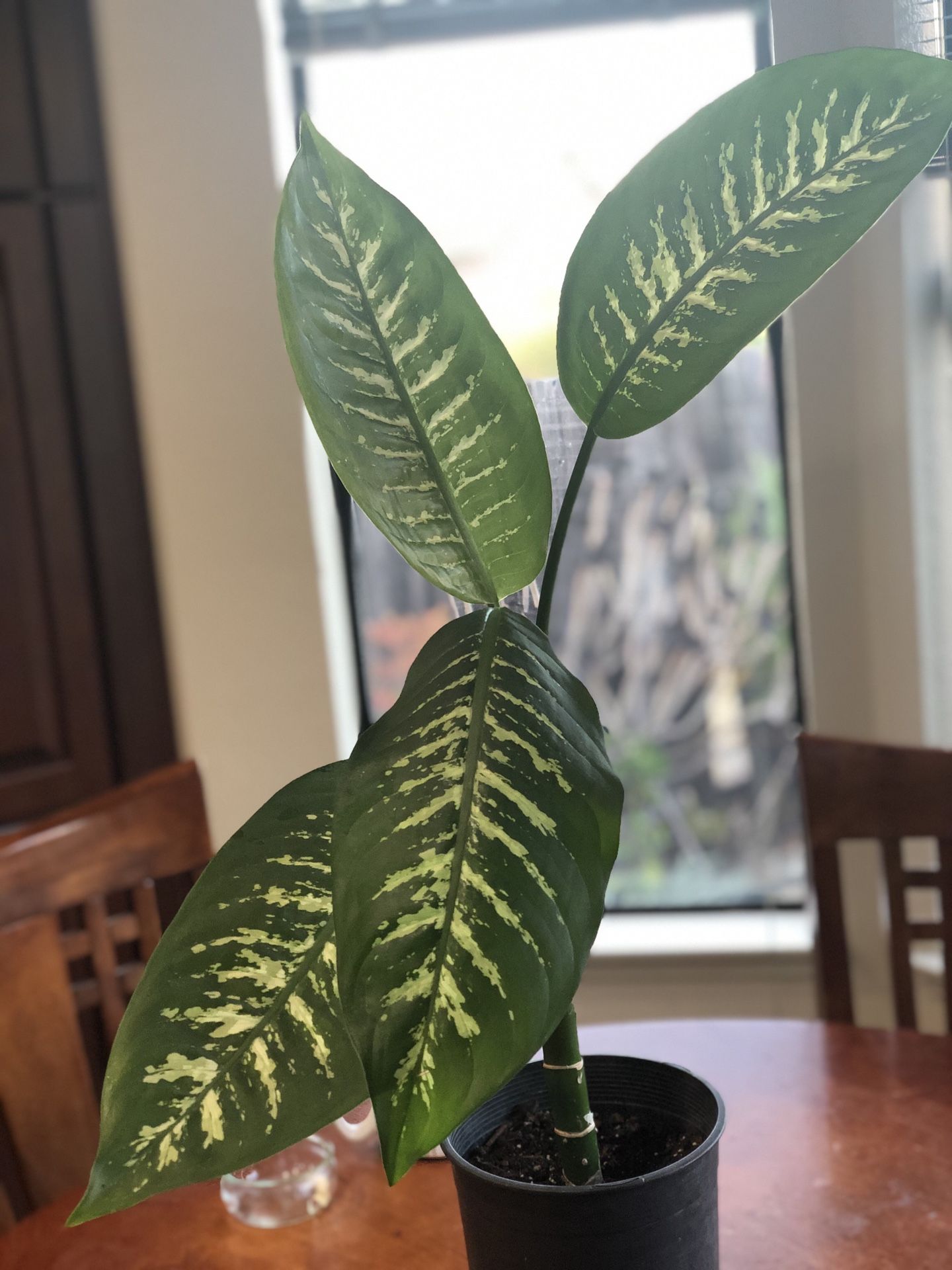 Nice plant in a gallon pot