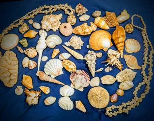 Extraordinary Seashell Collection 