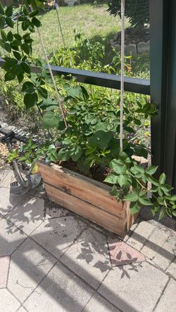 Blackberry plants