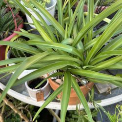 Planta