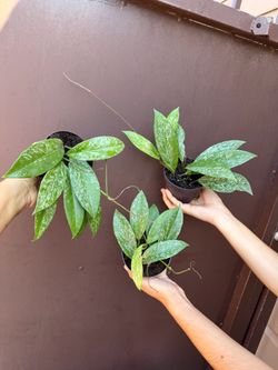 4” hoya Pubicalyx silver spot ( different from the regular ( price is for each )