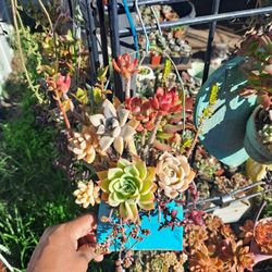 Succulent Plants