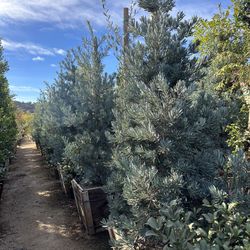 Podocarpus elongatus ‘Monmal’ (Blue Ice Yellowwood) iced Blue Podocarpus tree