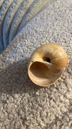 Sea shell