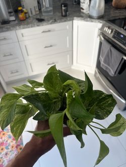 Marble Queen Pothos Live Plant