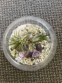 Air plants in glass decor