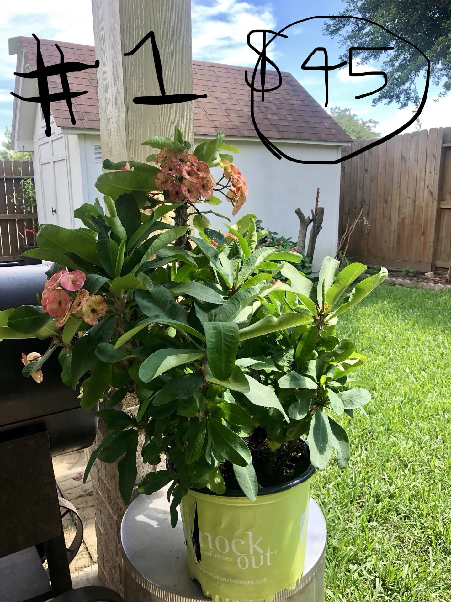 Crown of thorn succulent/ corona de cristo