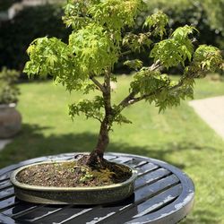 Bonsai, Japanese Maple