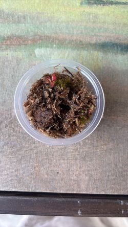 Sundew plant
