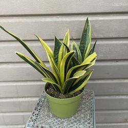 6” Sansiveria Gold Flame 