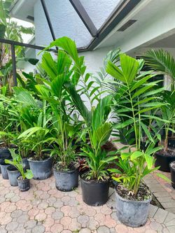 Ptychosperma Schefferi palm ( Scheffer's Palm) 7g palm tree