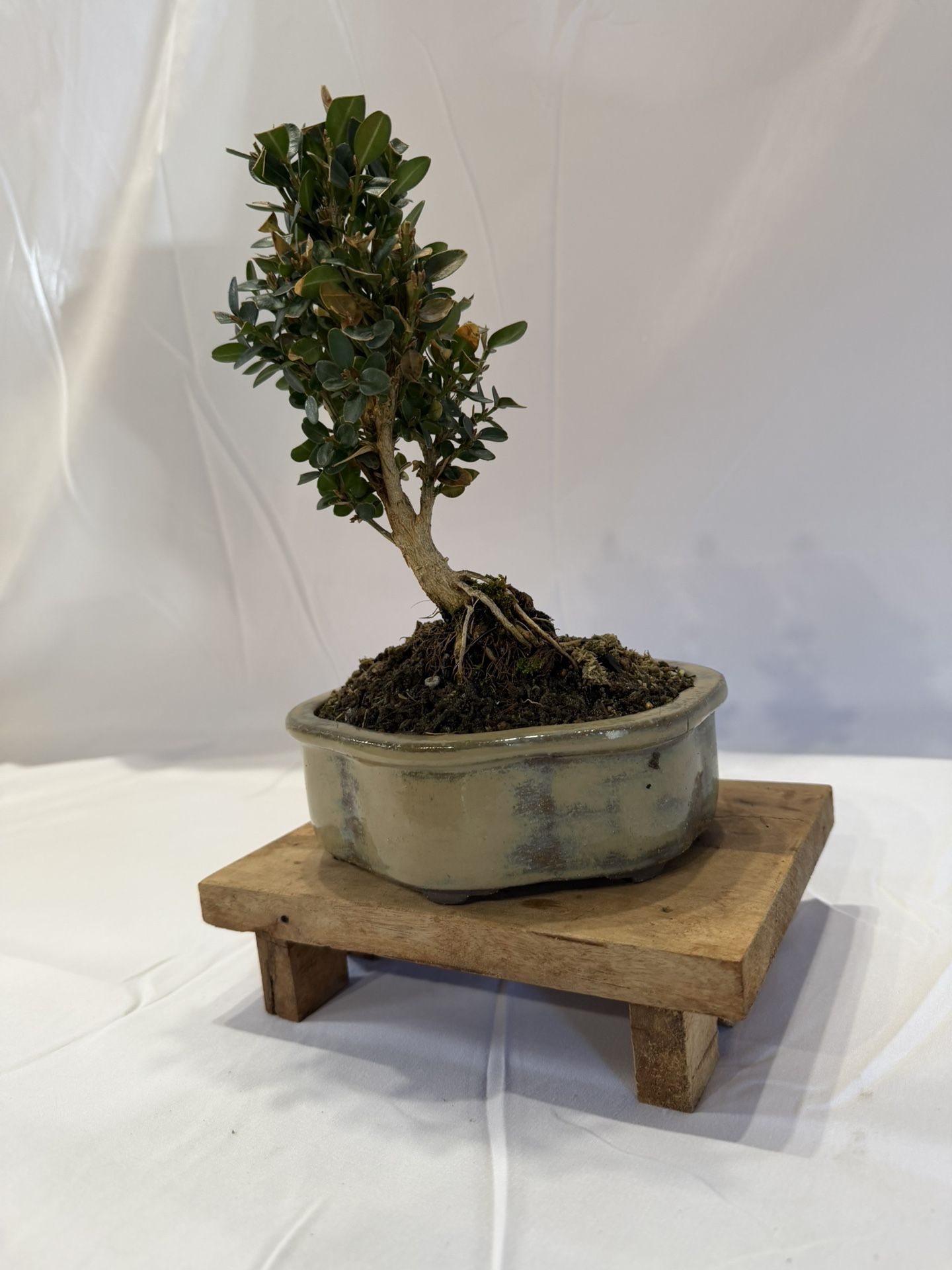 Bonsai, Boxwood