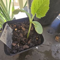 Pumpkin CALABAZA Squash Seedling